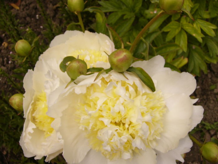 P1270436 - ANUL 2016 FLORI IV