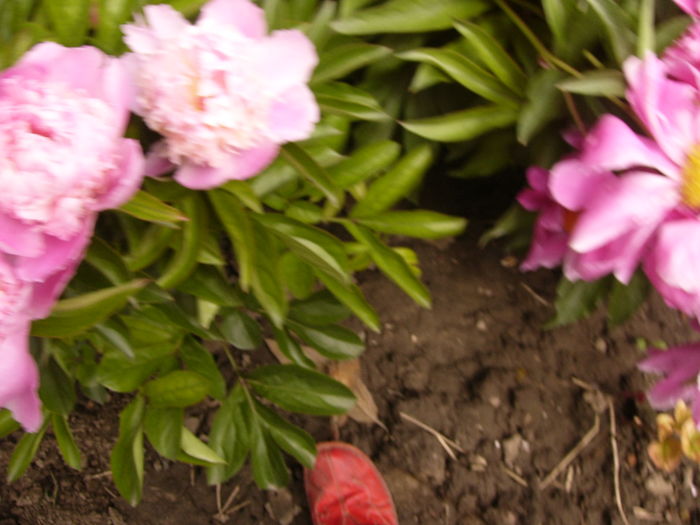 P1270440 - ANUL 2016 FLORI IV