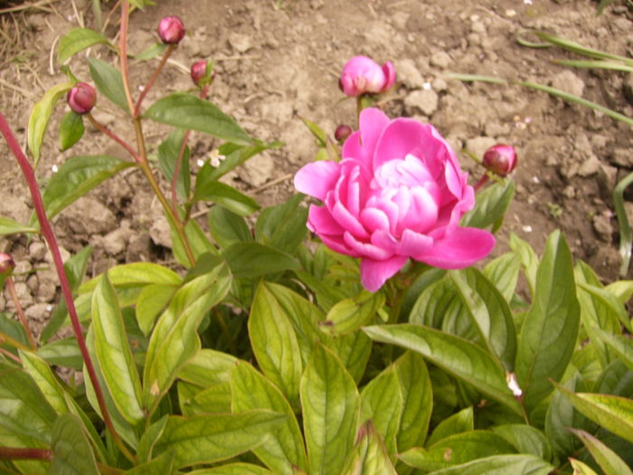 P1270444 - ANUL 2016 FLORI IV