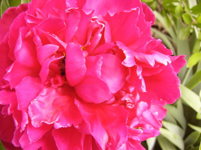 P1270450 - ANUL 2016 FLORI IV