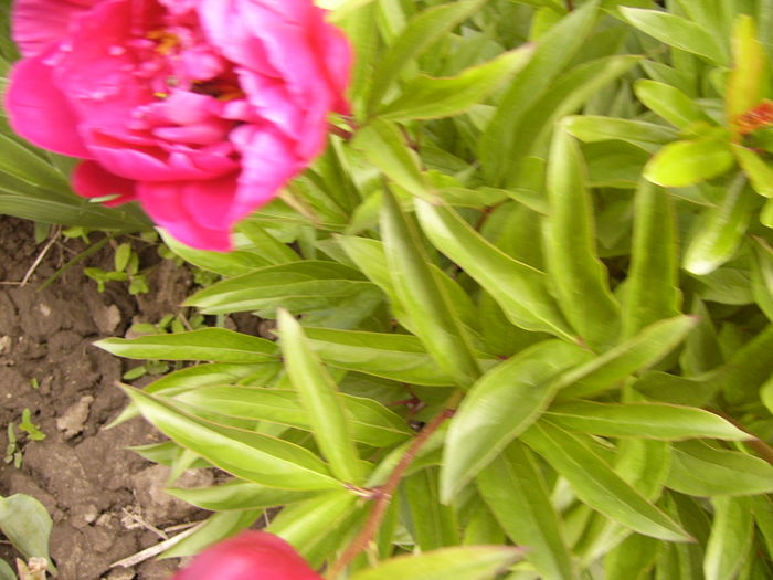 P1270451 - ANUL 2016 FLORI IV