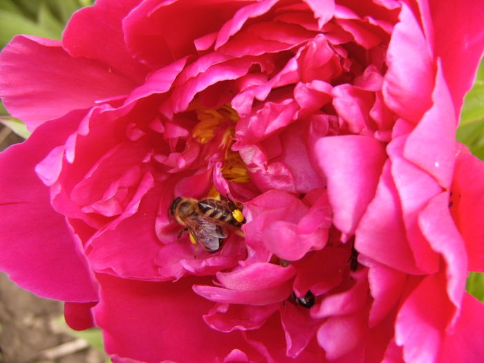 P1270452 - ANUL 2016 FLORI IV