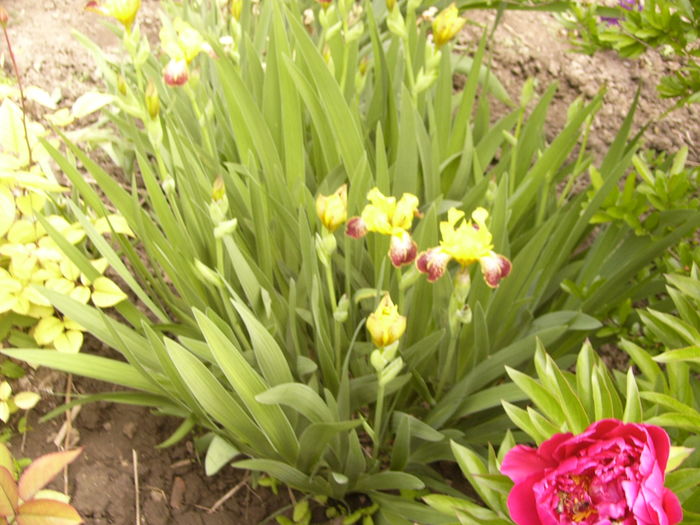 P1270453 - ANUL 2016 FLORI IV