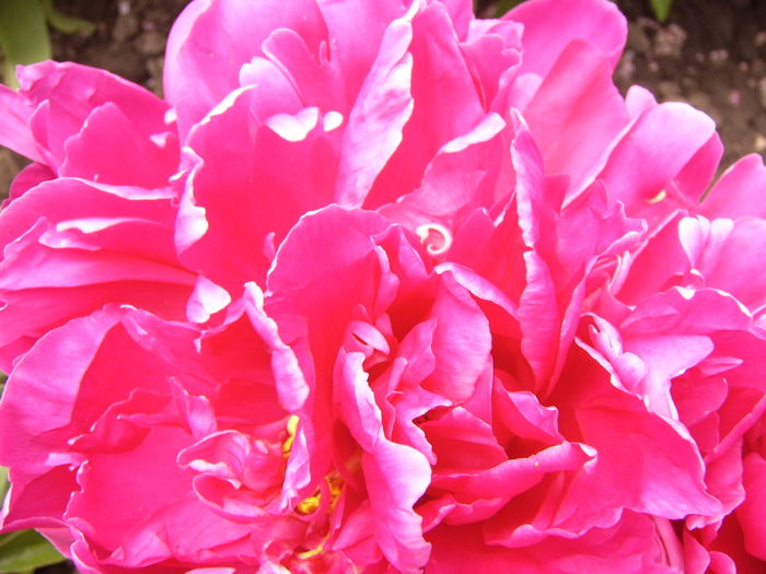 P1270456 - ANUL 2016 FLORI IV