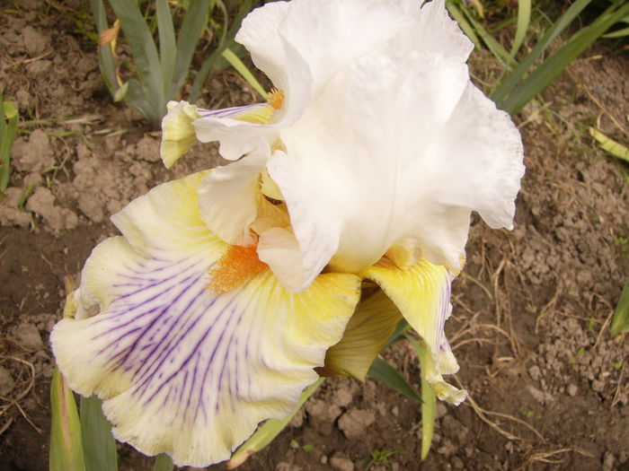 Iris Expose - ANUL 2016 FLORI IV