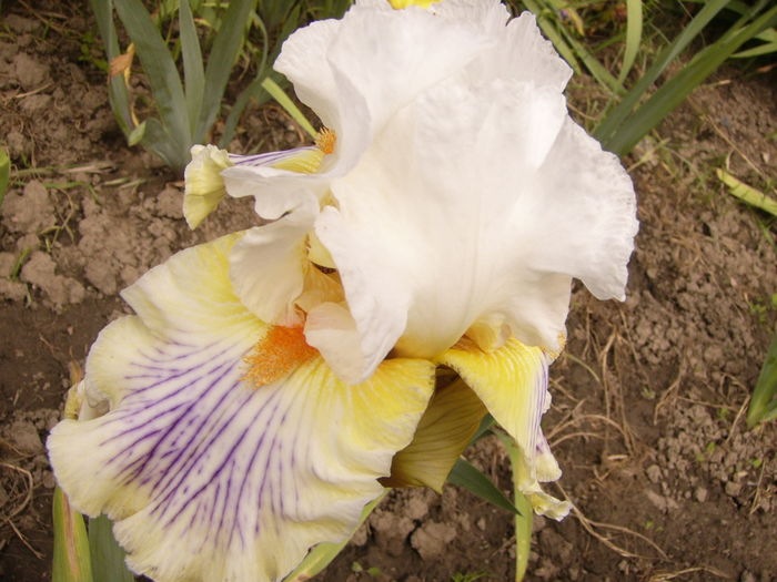 P1270459 - ANUL 2016 FLORI IV