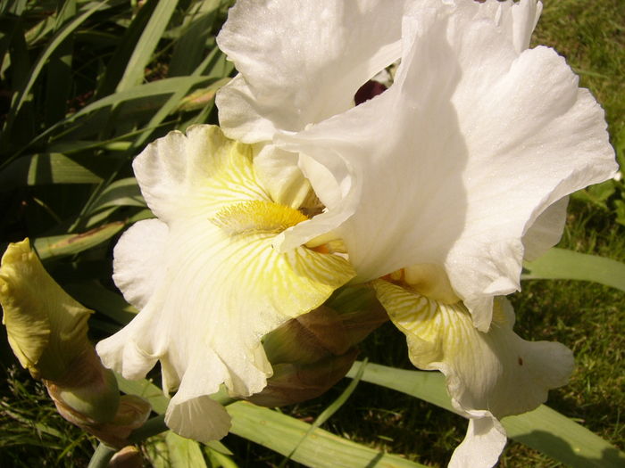 P1270462 - ANUL 2016 FLORI IV