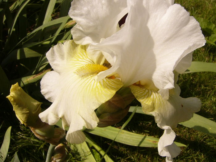 P1270466 - ANUL 2016 FLORI IV