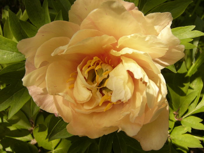 Paeonia Julia Rose-itoh- - ANUL 2016 FLORI IV