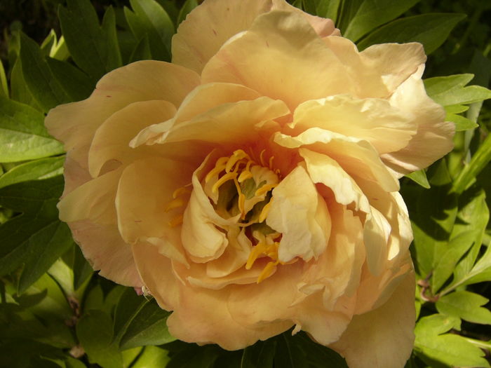 P1270469 - ANUL 2016 FLORI IV