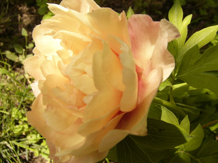 P1270471 - ANUL 2016 FLORI IV