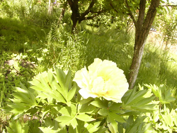 P1270476 - ANUL 2016 FLORI IV