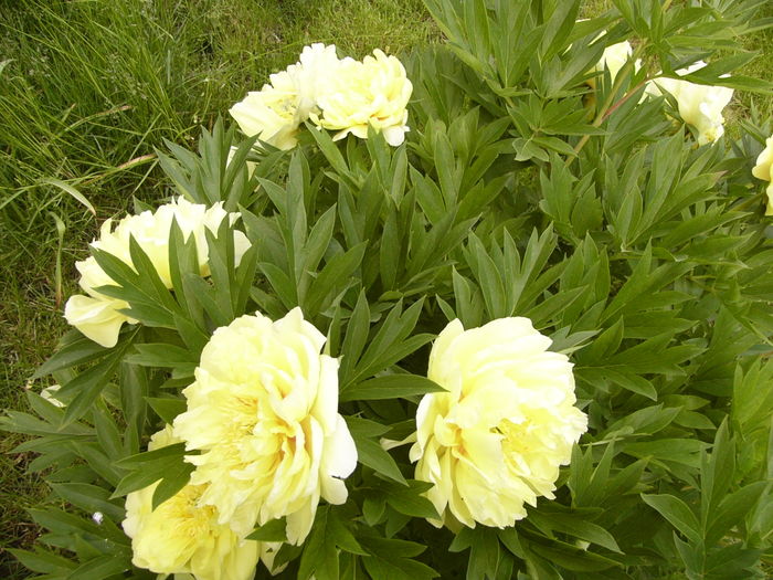 P1270477 - ANUL 2016 FLORI IV