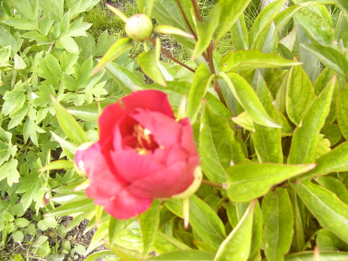 P1270481 - ANUL 2016 FLORI IV