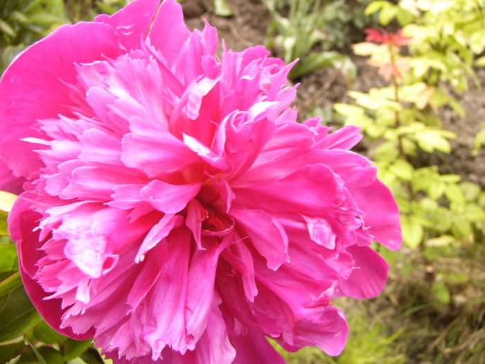 P1270484 - ANUL 2016 FLORI IV