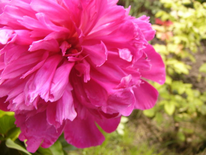 P1270486 - ANUL 2016 FLORI IV