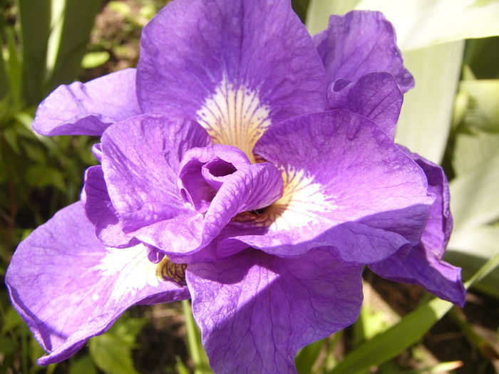 P1270491 - ANUL 2016 FLORI IV