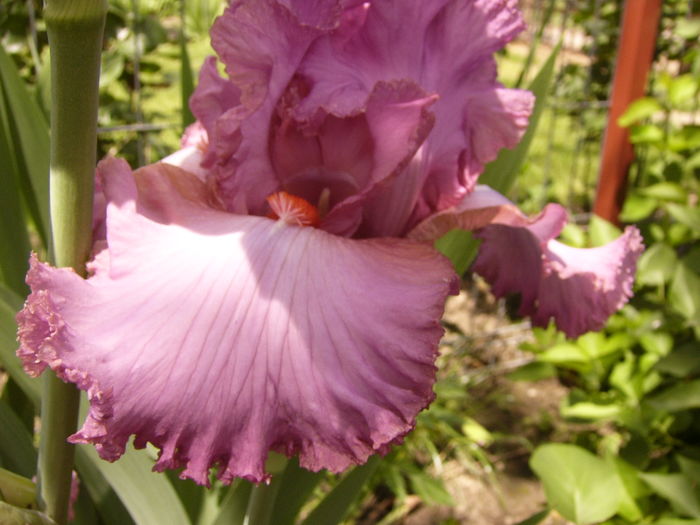 P1270495 - ANUL 2016 FLORI IV