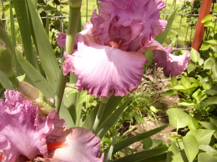 P1270496 - ANUL 2016 FLORI IV