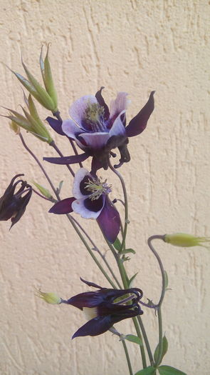 IMG_20160518_193526 - Primavara