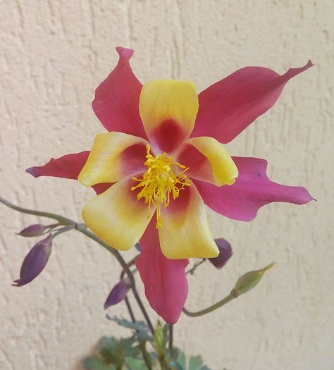 IMG_20160518_200936 - Primavara