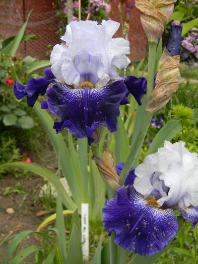 Sertse okeanu - Irisi 2016