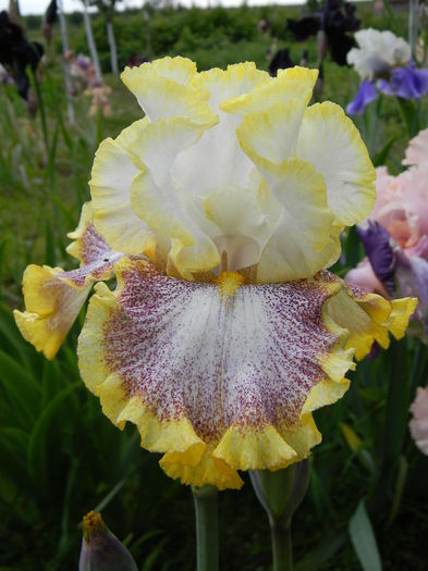 Whispering spirits - Irisi 2016