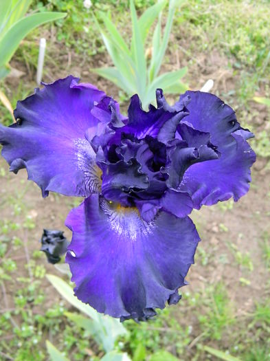 Circle of light - Irisi 2016