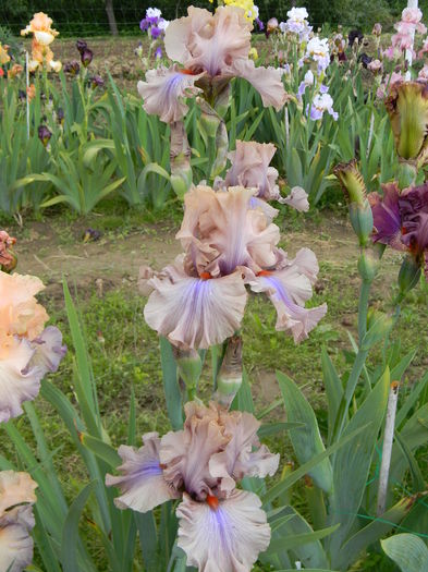 Coffee trader - Irisi 2016