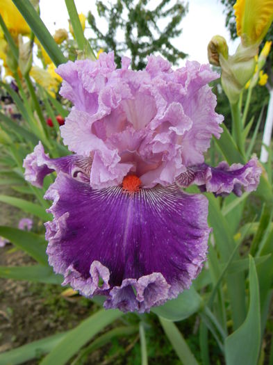 Flutterina - Irisi 2016