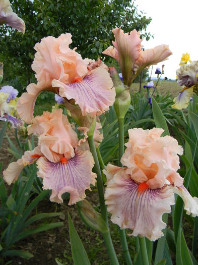 Center line - Irisi 2016