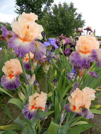 Undercurrent - Irisi 2016