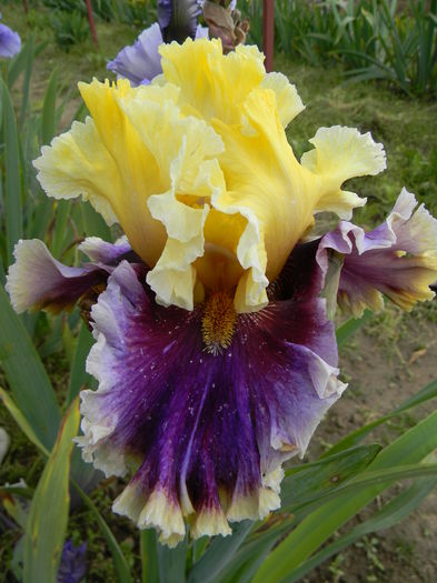 Carnival capers - Irisi 2016