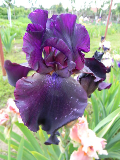 Superstition - Irisi 2016