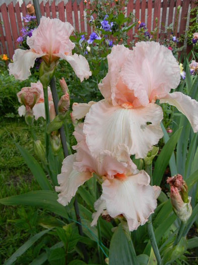 Vision in pink - Irisi 2016