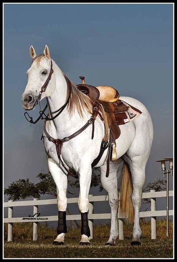 FB_IMG_1463506670502 - C Pentru cei care le plac aceste animale