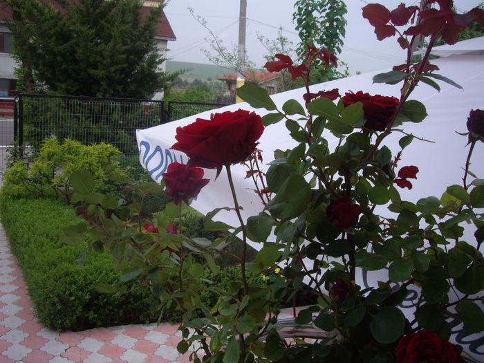 IMGP9348