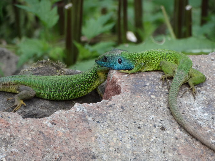 DSC06884 - De prin natura 2016