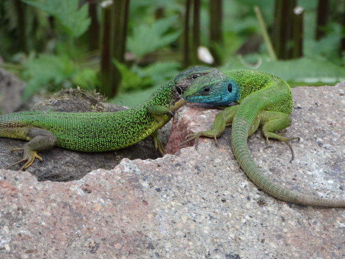 DSC06883 - De prin natura 2016
