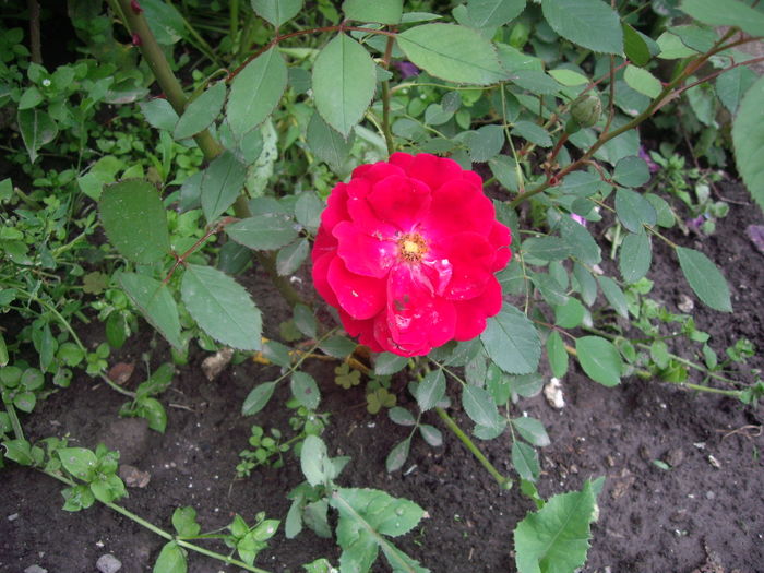 IMGP9356 - inlocuire trandafiri YAKBlumenhaus -teapa curata