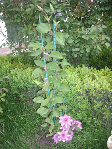 IMGP9237 - CLEMATITE - 2014-2017