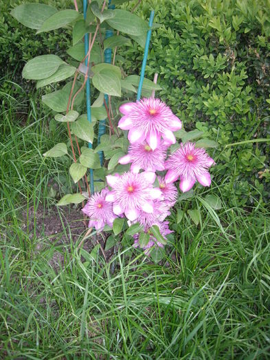 IMGP9238 - CLEMATITE - 2014-2017