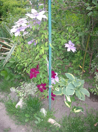 IMGP9239 - CLEMATITE - 2014-2017