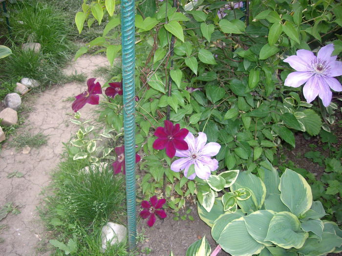 IMGP9240 - CLEMATITE - 2014-2017