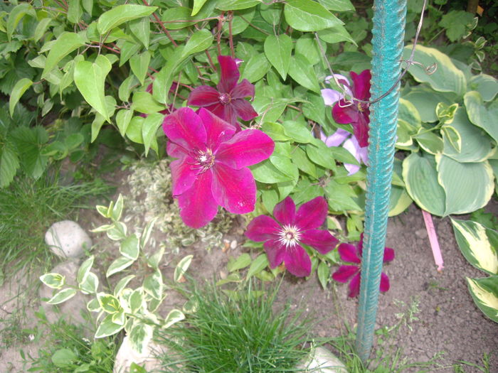 IMGP9241