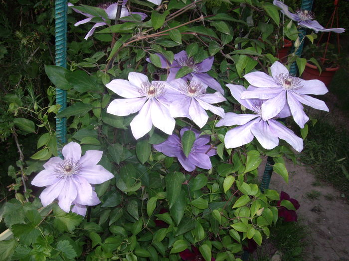 IMGP9246