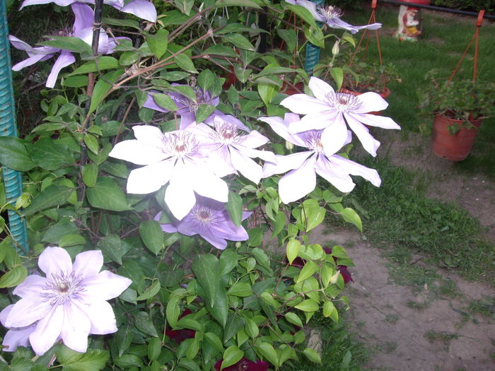 IMGP9247