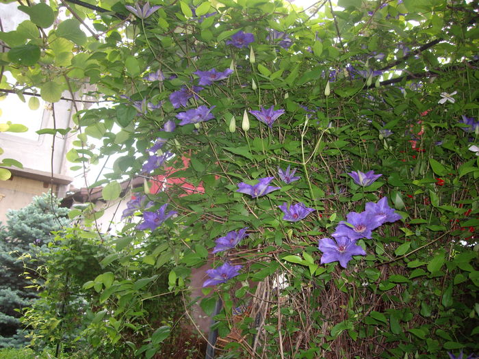 IMGP9259