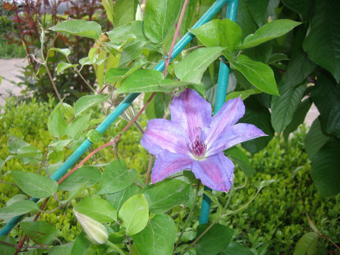 IMGP9266