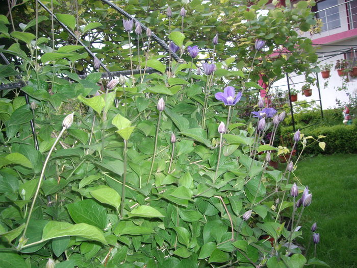 IMGP9295